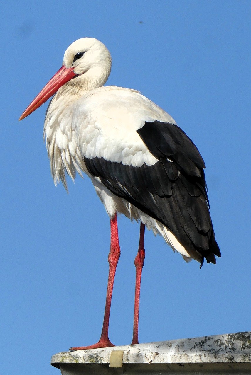 stork, bird, wild, red legs, long beak, white feathers, standing on pole, blue sky, preening feathers, birdwatching, wading bird, migratory bird, nature, alert, vigilant, urban environment, detail, ornithology-10230672.jpg